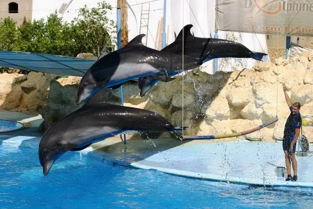 Dolphin Show