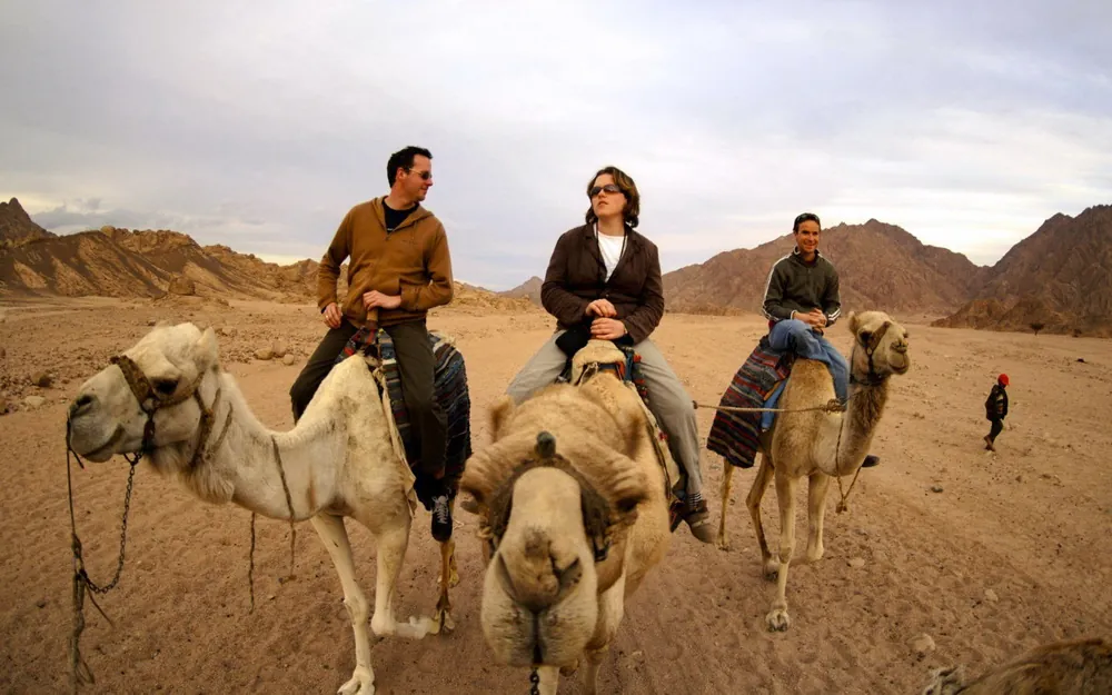 Camel Or Horse Riding