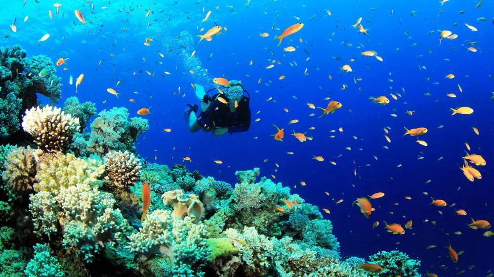 Intro Dive in Ras Mohammed