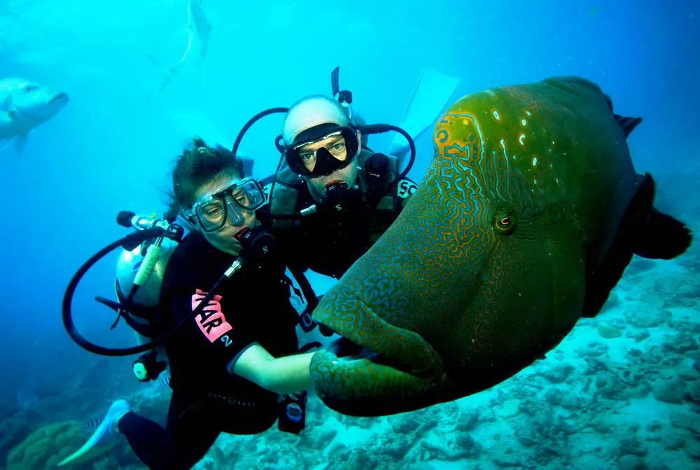 Intro Dive in Tiran Island